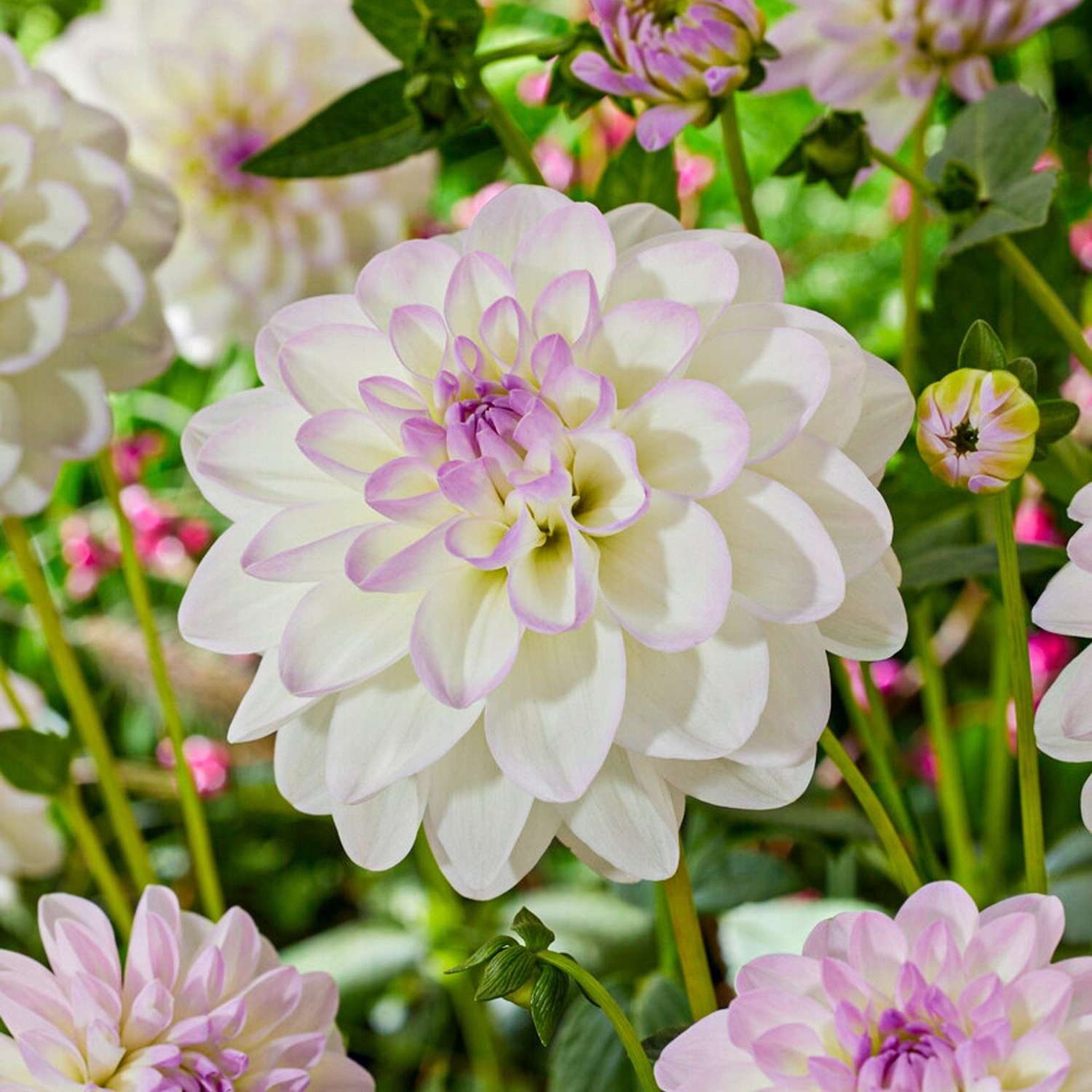 Dahlia 'Eveline'